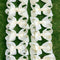 Kids Charm Online - IVORY 5.5IN WIDE 12PCS/$6.50  BW-810-5